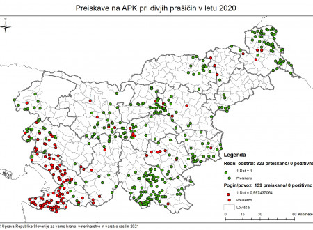 Na zemljevidu Slovenije so s točkami označeni kraji, kjer so bile v letu 2020 opravljene preiskave na divjih prašičih. Od 139 poginjenih ali povoženih in od 323 redno odstreljenih divjih prašičev noben ni bil pozitiven na afriško prašičjo kugo.   