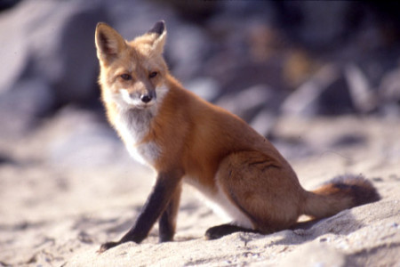 Lisica, ki sedi na skalah
