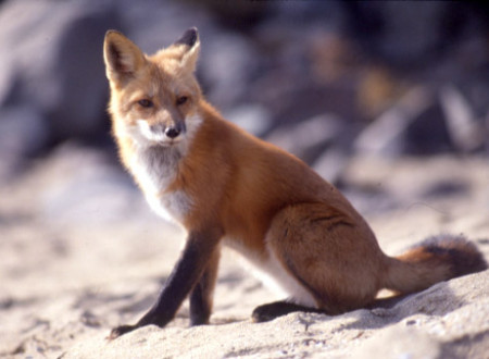 Lisica, ki sedi na skalah