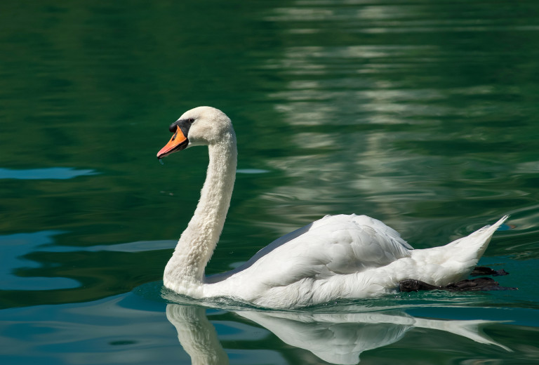 Aviarna influenca potrjena pri divjih pticah v Ljubljani in Kopru