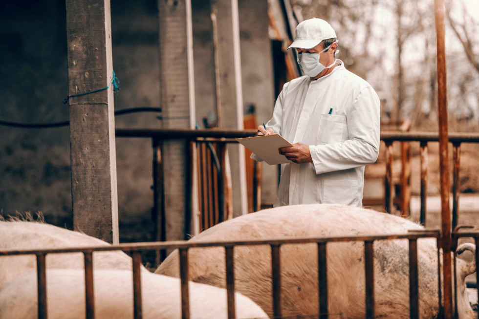 v sopredju se vidita dva prašiča, v ozadju storji veterinar v belem z masko na obrazu in nekaj zapisuje