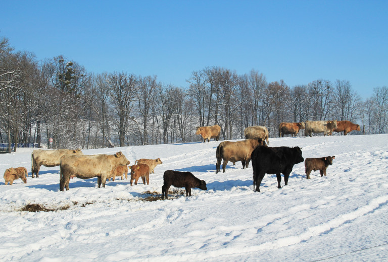 Ustrezna oskrba rejnih in hišnih živali v mrzlih dneh
