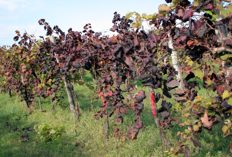 V javni obravnavi predlog sprememb in dopolnitve uredbe o ukrepih zatiranja zlate trsne rumenice