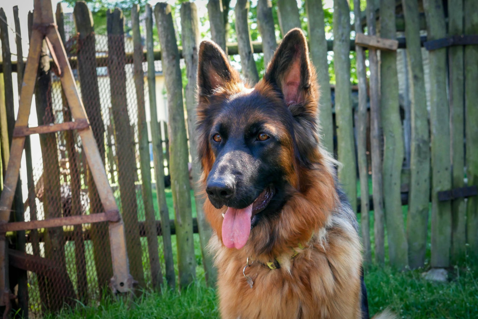 nemški ovčar, v ozadju vrtna ograja
