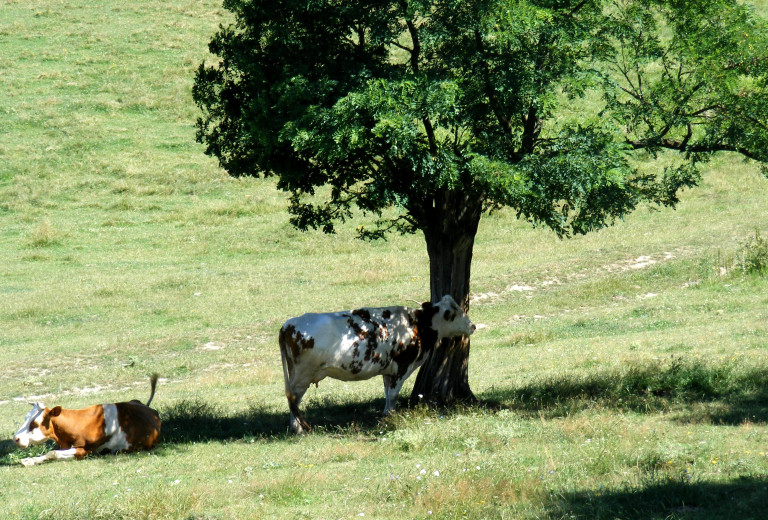 V vročih dneh je treba ustrezno poskrbeti tudi za živali