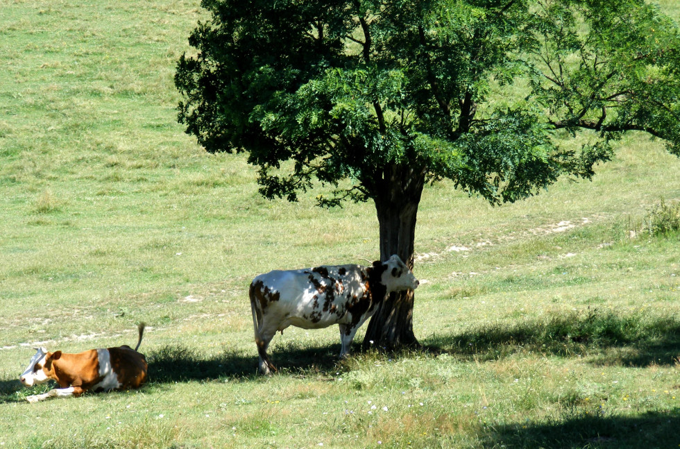 dve kravi v senci pod drevesom