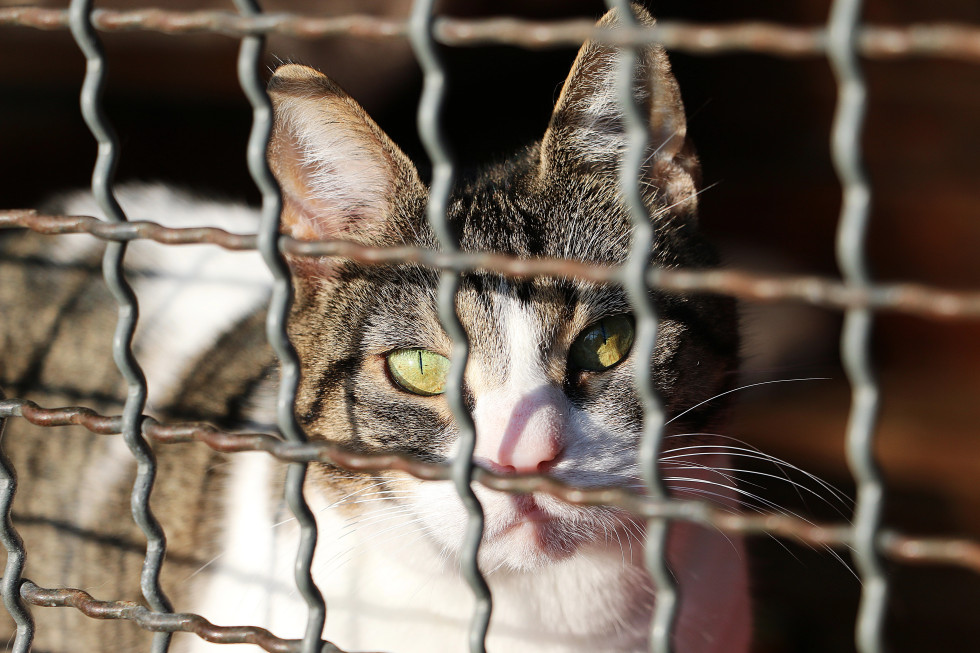 mačka za železno ograjo