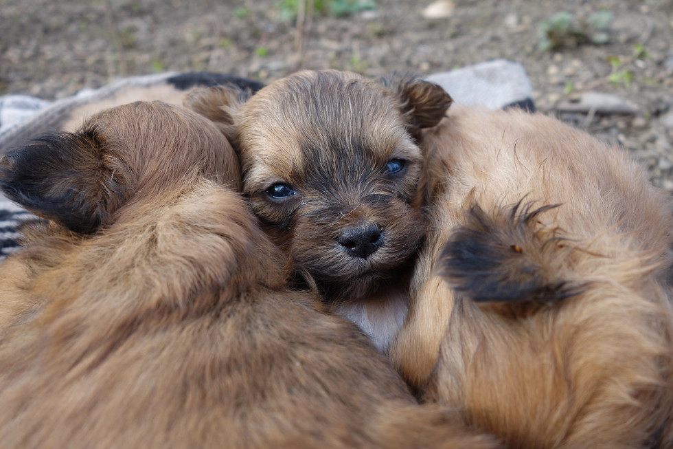 trije pasji mladiški, stisnjeni en k drugemu