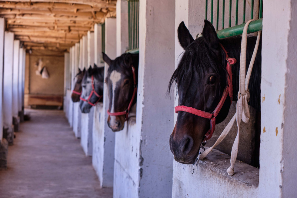 konji v hlevu