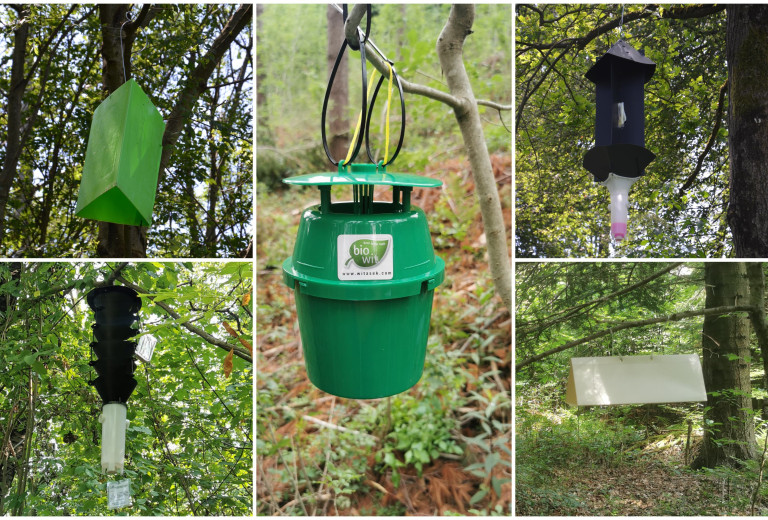 Postavitev pasti v gozdovih za spremljanje prisotnosti škodljivih organizmov