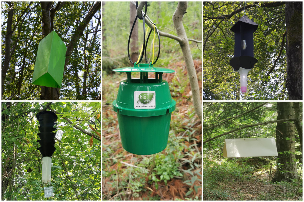 5 slik različnih pasti, obešenih na drevesa 