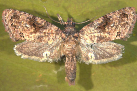 Afriški plodov zavijač (lat. Thaumatotibia leucotreta)