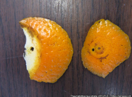 Izhodna odprtina na pomaranči. 