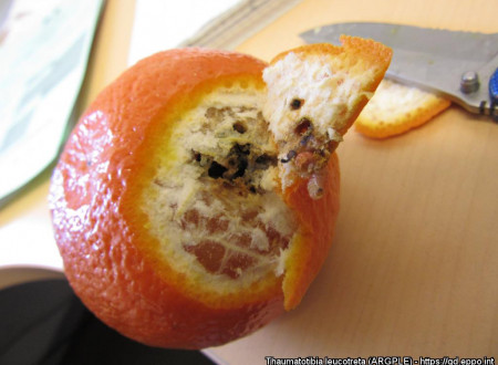 Ličinka in poškodbe na mandarini, vidne so tudi izhodne odprtine. 