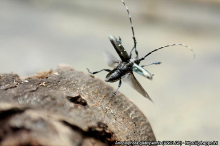 Azijski kozliček (lat. Anoplophora glabripennis)