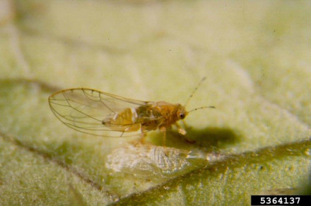 Bactericera cockerelli