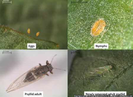 Fotografije razvojnih stadijev bolšice (jajčeca, ličinka in odrasla osebka).