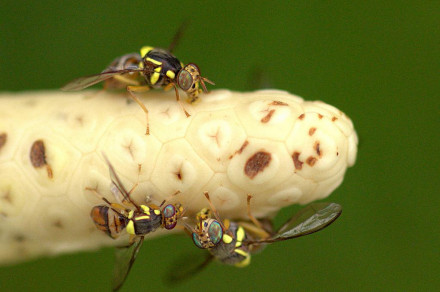 Bactrocera dorsalis