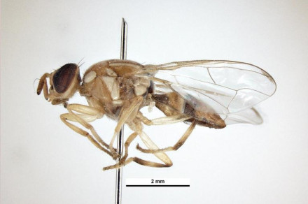 Bactrocera zonata