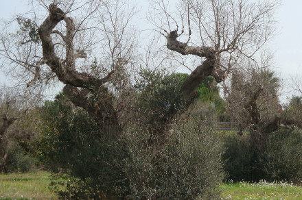 Bakterijski ožig oljk (lat. Xylella fastidiosa)