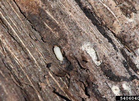 Ličinka orehovega vejnega lubadarja, poleg nje je bubilnica okužena z glivo.