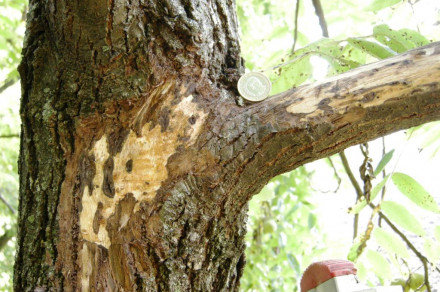 Bolezen tisočerih rakov (lat. Geosmithia morbida) in orehov vejni lubadar (lat. Pityophthorus juglandis)
