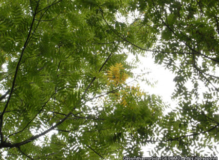 Začetno rumenenje listov navadnega oreha.