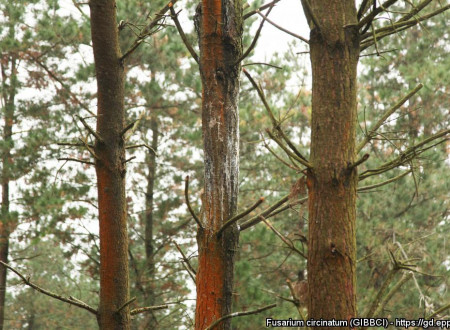 Simptomi borovega smolastega raka na Pinus radiata.