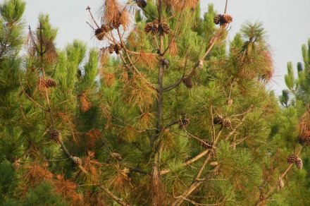 Borova ogorčica (lat. Bursaphelenchus xylophilus)