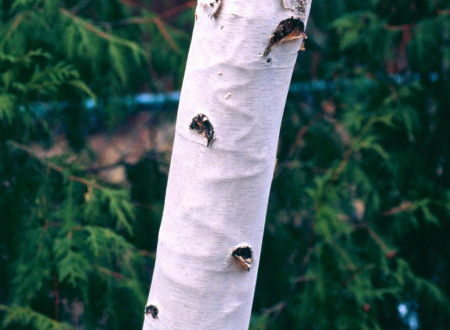 Serpentinasti rovi ličink brezovega krasnika pod skorjo gostiteljskega drevesa.