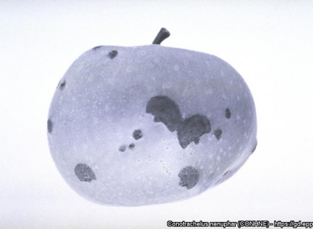 Površinske poškodbe zaradi ovipozicije in prehranjevanja (manjše) na jabolku.