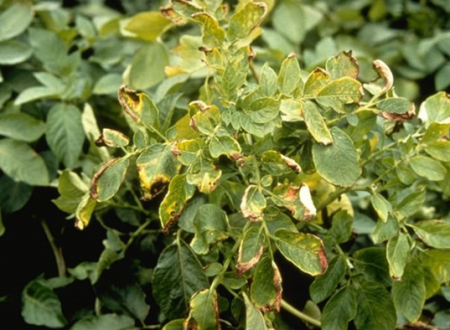 Simptomi na rastlini krompirja: venenje in vihanje listov.