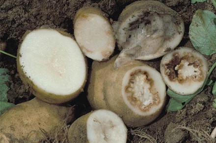 Krompirjeva obročkasta gniloba (lat. Clavibacter michiganensis subsp. sepedonicus)