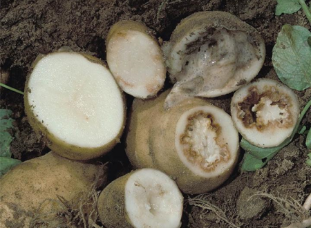 Prerez krompirjevega gomolja: značilen temen obroč