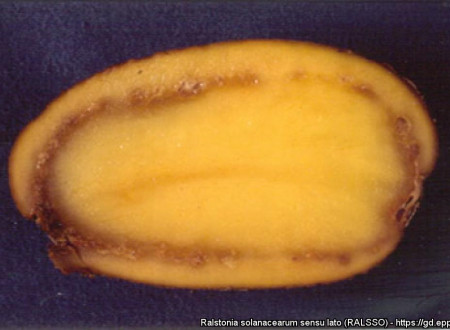 Simptomi Ralstonia solanacearum v gomolju krompirja.