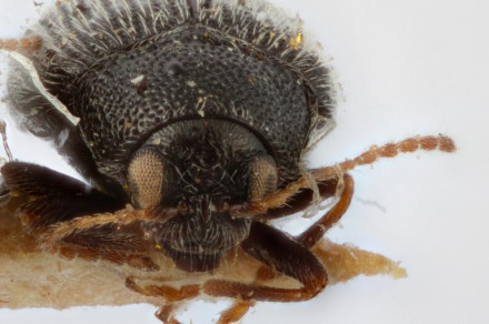 Krompirjevi bolhači (lat. Epitrix spp.)