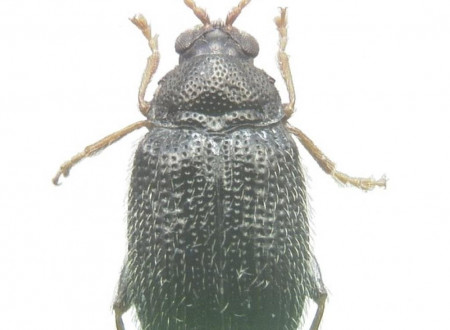 Odrasel Epitrix cucumeris.