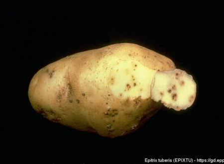 Poškodbe zaradi E. tuberis na krompirju.