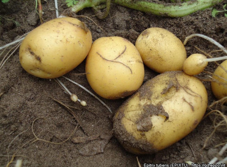 Poškodbe zaradi E. tuberis na krompirju.