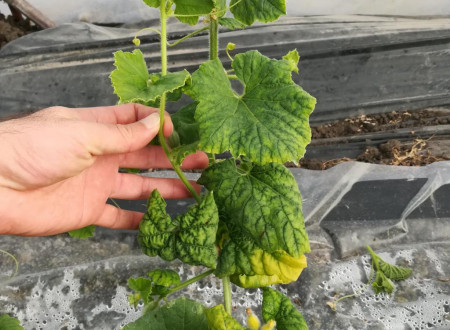 Bolezenska znamenja ToLCNDV na Cucumis melo.