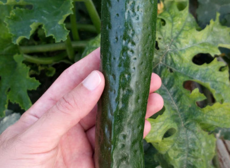 Bolezenska znamenja ToLCNDV na bučki (Cucurbita pepo).