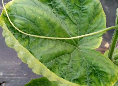 Bolezenska znamenja ToLCNDV na kumari (Cucumis sativus).