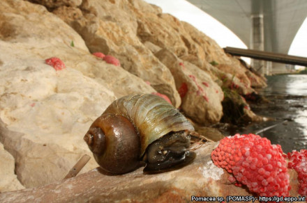 Orjaški vodni polži (latinsko Pomacea spp.)