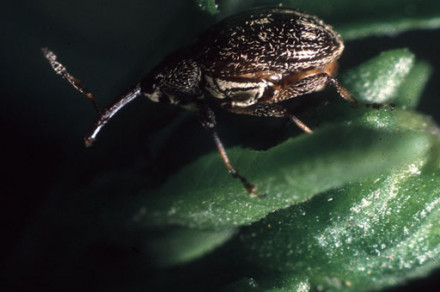 Paprikar (lat. Anthonomus eugenii)