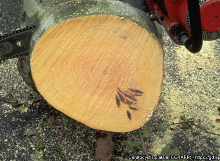 Obarvanje lesa zaradi platanovega obarvanega raka na prerezu veje.
