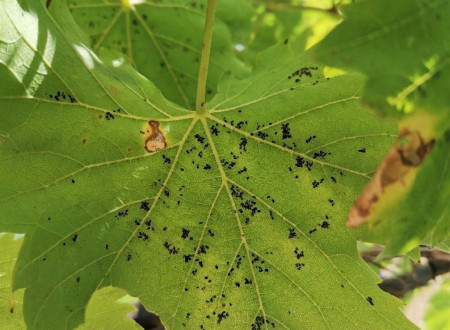  Puparij na spodnji strani lista Vitis vinifera