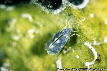 Pomarančev trnasti ščitkar (latinsko Aleurocanthus spiniferus)