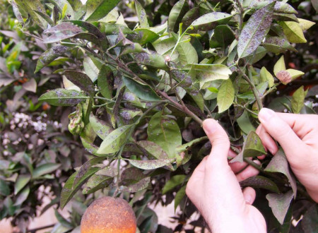 Okužena rastlina Citrus aurantium