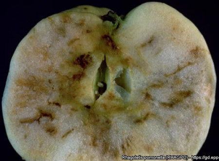 Poškodbe, ki jih na jabolku povzroča R. pomonella (prerez).