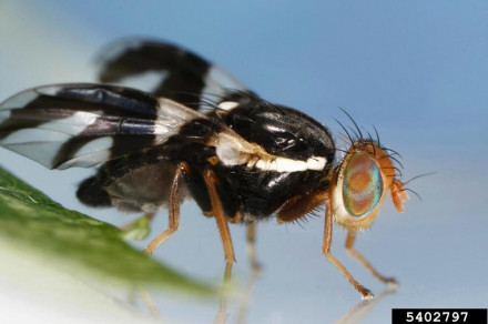 Rhagoletis pomonella